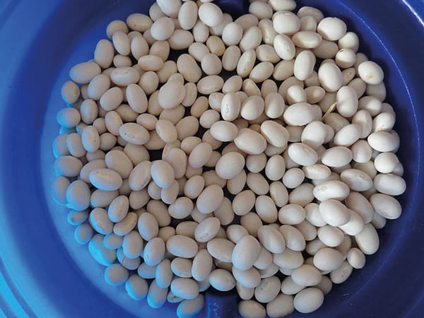 Soya_beans